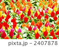 ケイトウの花
