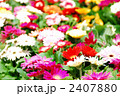 ガーベラの花