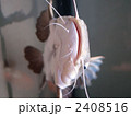 2408516