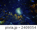 2409354