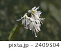 2409504