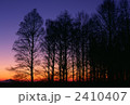 蒼の樹景