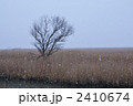 葦と雪