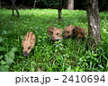 ウリボウ