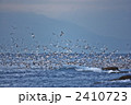 ユリカモメ