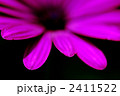 オステオスペルマムの花