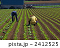2412525