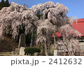 永泉寺の桜