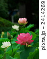 蓮の花