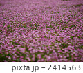 蓮華