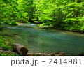 新緑の奥入瀬渓流