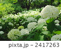 7月　アジサイ(アナベル)・ユキノシタ科24