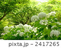 7月　アジサイ(アナベル)・ユキノシタ科28