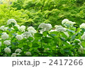 7月　アジサイ(アナベル)・ユキノシタ科29