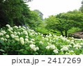 7月　アジサイ(アナベル)・ユキノシタ科32
