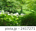 7月　アジサイ(アナベル)・ユキノシタ科33