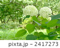 7月　アジサイ(アナベル)・ユキノシタ科39