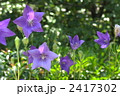 7月　キキョウ・キキョウ科28