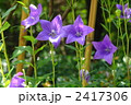 7月　キキョウ・キキョウ科32
