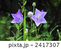 7月　キキョウ・キキョウ科33