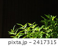7月　ササ・イネ科01