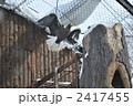 オジロワシの飛翔