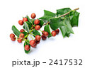 クリスマスホーリー