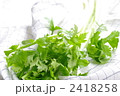 セロリ