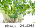 かいわれ大根