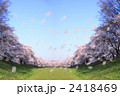 桜並木と花吹雪
