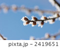 霧氷の芽