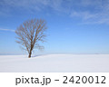 哲学の木