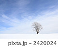 哲学の木