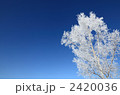 白樺の樹氷