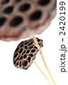 2420199