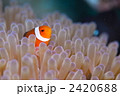 クマノミとイソギンチャク