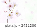 さくら