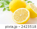 2423518