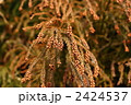 スギ花粉