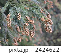 スギ花粉