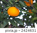 夏みかん