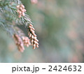スギ花粉