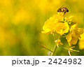 ミツバチと菜の花