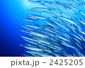 カマス