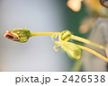2426538