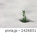 芽吹き