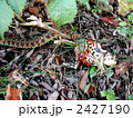 ヤカガシとヒキガエル