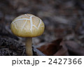 白いキノコ