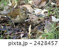 餌を探すシロハラ