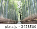 京都嵯峨野　竹林の小路